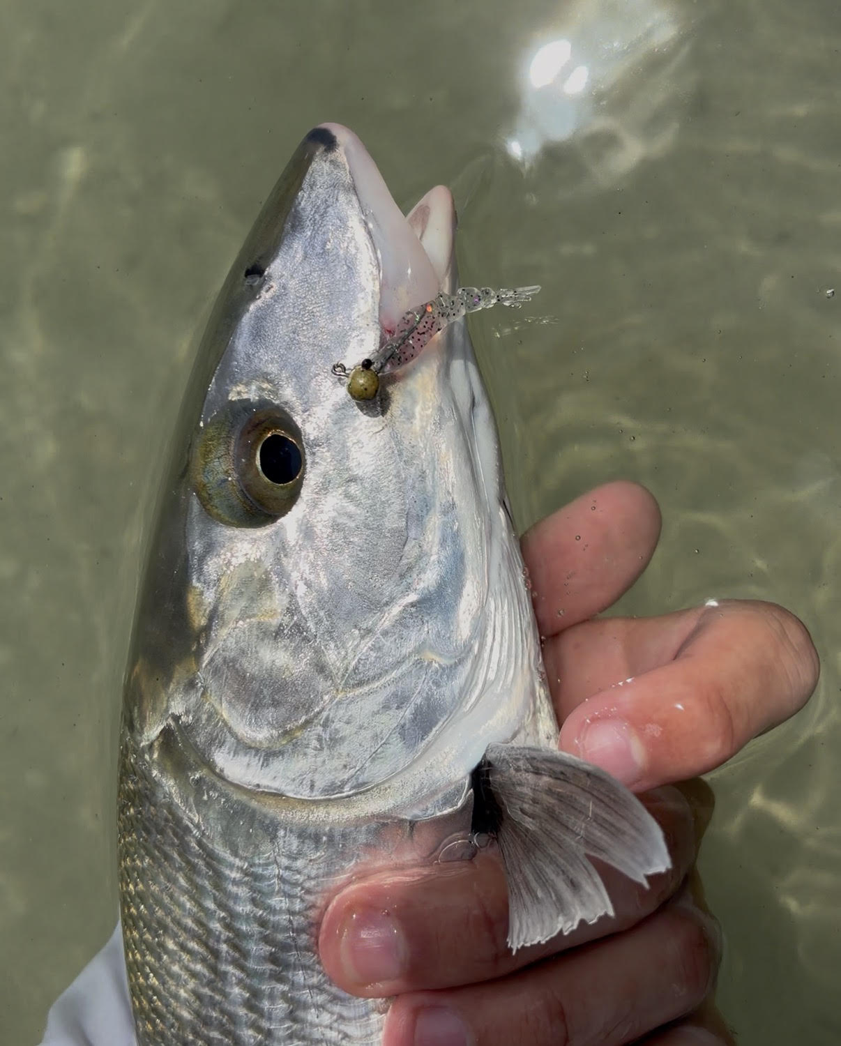 Flats Flickers catch 2